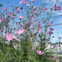 コスモス,コスモス,コスモス,コスモス,花のある暮らしの画像