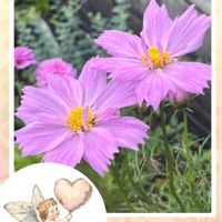 コスモス,毎月14日は天使の日,花のある生活,ピンク大好きの画像