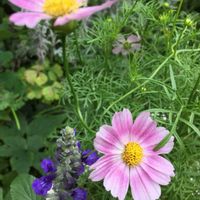 コスモス,コスモス,マイガーデン,花のある暮らし,今日のお花の画像