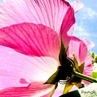 フヨウ,花のある暮らし,GSに感謝。,幸福,癒しの花の画像