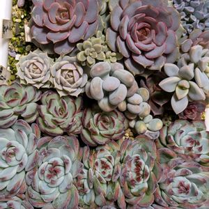 多肉植物,葉挿し,多肉寄せ植え,実生苗,葉挿しっ子の画像