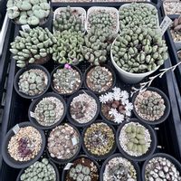 多肉植物,コノフィツム属,ベランダの画像