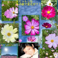 コスモス,秋桜,秋桜(コスモス),小春日和,チーム新潟の画像