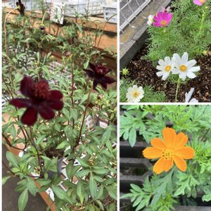 秋桜(コスモス),キバナ,ﾁｮｺﾚｰﾄｺｽﾓｽ,散歩中,ホームセンターの画像