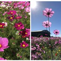 オミナエシ,コスモス,ムクドリ,公園散策,今日のお花の画像