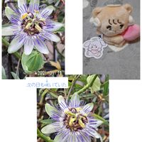 トケイソウ,癒し…♡,すてき…♡,か〜わい〜,コラージュ仲間達の画像