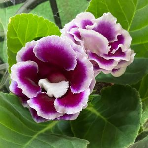  グロキシニア,グロキシニア…,お花屋さん,ショッピング,近くのスーパーの画像