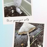 おおしろからかさたけ（毒）,わんこのいる生活,9月,感謝♡,チーム愛知の画像