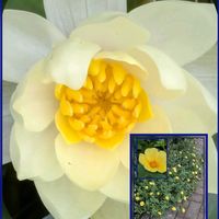 キキョウ,スイレン,ポーチュラカ,酔芙蓉(スイフヨウ),酔芙蓉(スイフヨウ)の画像