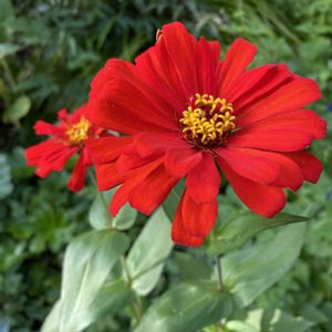 花のある暮らし,お出かけ先の画像