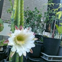 サボテン,鬼面角,多肉植物,成長記録,おきにいりの画像