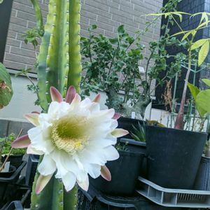 サボテン,鬼面角,多肉植物,成長記録,おきにいりの画像