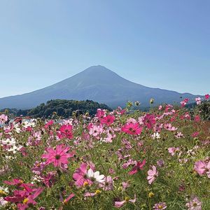 コスモス,コスモス, 富士山,山野草,今日のお花の画像