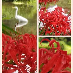 赤い彼岸花,コラージュ仲間達,お出かけ先の画像