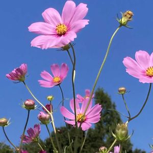 コスモス,秋桜(コスモス),ガーデン,今日のお花,いつも心に太陽をの画像
