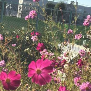 GS今日のお花,お出かけ先の画像