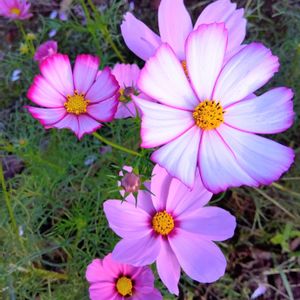 コスモス,花のある暮らし,今日のお花,お出かけ先の画像