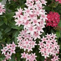 ジニア,ペンタス,ヘリクリサム,ロータス,寄せ植えの画像