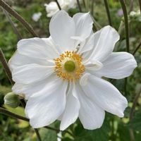 秋明菊,季節のお花,花好き,庭の画像
