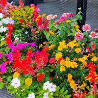 ナナカマド,いね,プランター,花のある暮らし,緑のある暮らしの画像