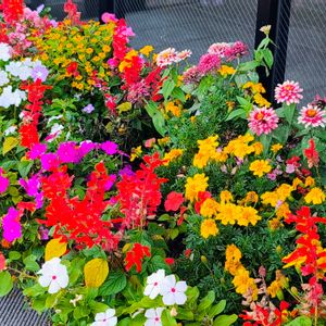 ナナカマド,いね,プランター,花のある暮らし,緑のある暮らしの画像