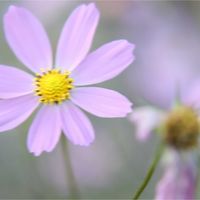 コスモス,コスモス,ヒガンバナ,ヒガンバナ,秋桜の画像
