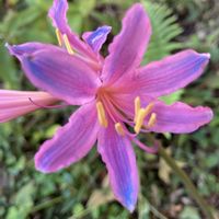 ナツズイセン,地植え,球根植物,グラデーション,ピンク色の花の画像