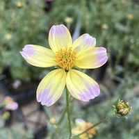 ウインターコスモス,コスモス,コスモス,コスモス,今日のお花の画像