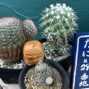 紅子町,ディキイソニアエ,白竜丸錦,子株,子株ちゃんの画像