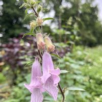 アゲラタム,ケラトテカ・トリロバ,ありがとう♡,感謝♡,今日も笑顔で♡の画像