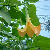 チョウセンアサガオの画像