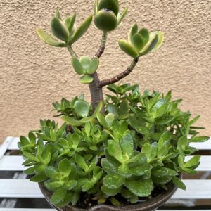 多肉植物寄せ植えの画像