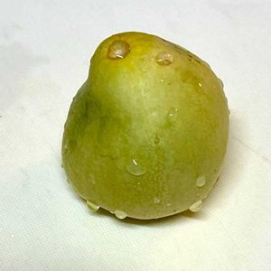 梨メロン,梨メロン,実生,種から,プランター栽培の画像