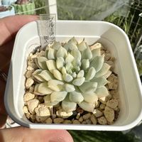 ブルーアップル錦,多肉植物,多肉棚,多肉植物の夏越し,ブルーアップル斑入りの画像