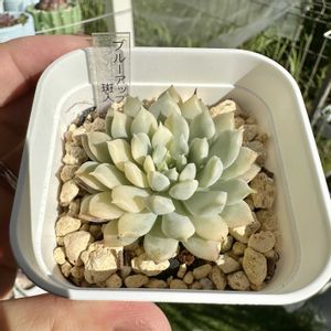 ブルーアップル錦,多肉植物,多肉棚,多肉植物の夏越し,ブルーアップル斑入りの画像