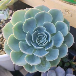 植え替え,雨ざらしの画像