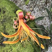 バオバブ,フニーバオバブ,マダガスカルバオバブ,牧野植物園,高知県立牧野植物園の画像