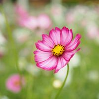 コスモス,お花,過去pic,今日のお花,写真の画像