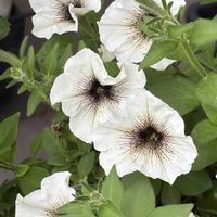 ペチュニア,癒し,花のある暮らし,応援花❤️,❤️M.family❤️の画像