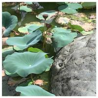 ハス,石の日の画像