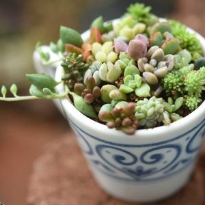 ちまちま 寄せ,多肉植物,多肉寄せ植え,植中毒,タニラーの画像