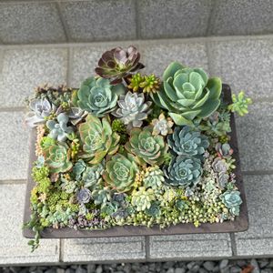 多肉植物いろいろ,多肉植物寄せ植え,可愛い,がんばれ！,癒やしの画像
