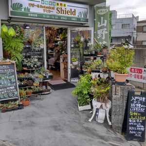 多肉植物,ウラボシ科,ビカクシダ属,食中植物,塊根の画像