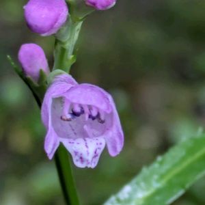 フィソステギア（カクトラノオ）,ハキダメギク(掃溜菊),雑草,山野草,Just in Chaos Gardenの画像