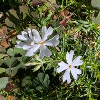 シバザクラ,芝桜,季節外れ,畑の画像