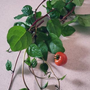 ツルムラサキ,ガーデニング,ボタニカルライフ,中玉トマト,プランター菜園の画像