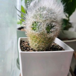 マミラニア 玉翁,マミラニア 玉翁,窓辺の画像