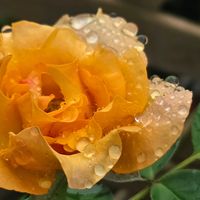 バラ,バラ,薔薇,薔薇,天使の雫の画像