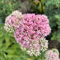 オオベンケイソウ,鉢植え,可愛い,美しい,暮らしに花をの画像
