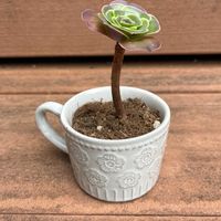 魅金ローズ錦,多肉植物,アエオニウム,めきんローズ錦の画像